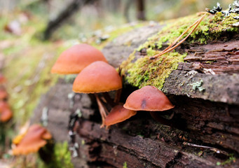 A group of mushrooms growing on a rotten tree