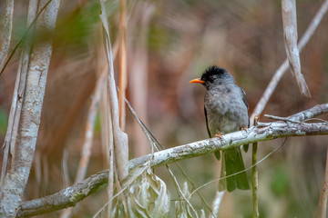 Grey bird with orange beak Madagascar animals wildlife, wild animal in Madagascar. Holiday tour in Andasibe, Isalo, Masoala, Marojejy National parks.