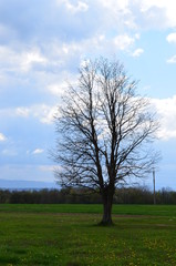 Spring tree in the field
