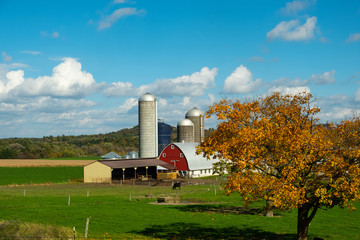 Farm barnyard with a tree and cow