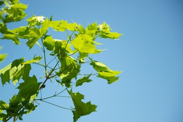 Green foliage against blue sky