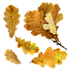 Set of watercolor autumn oak leaves