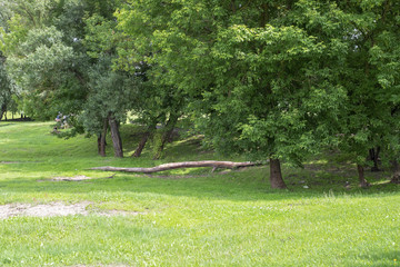 Green city park in summer. Big dead fallen down tree