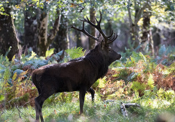 Red stag deer walking through the forest on a sunny autumn morning in Killarney national park