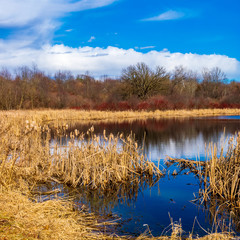 Bright sky and cattails