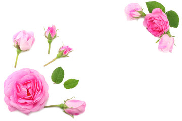 Pink rose flowers isolated on white background. top view