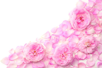 Pink rose flowers isolated on white background. top view