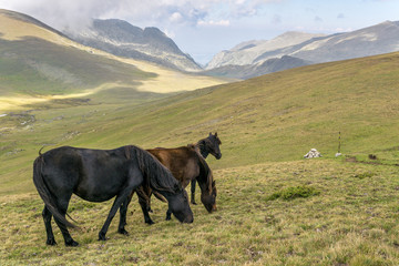 Fototapeta na wymiar Wild horses eating in the meadow, Rila Mountains Park, Bulgaria