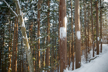 nature, landscape and wildlife concept - winter forest in japan