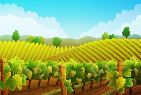 Rural landscape of vineyard. Vines with white grapes stretching over the hills with trees and mountains in background. Summer season. Vector illustration.