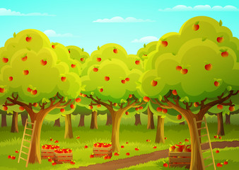 Colorful landscape of an apple orchard during harvest. Ladder and wooden crate filled with ripe red apples. Vector illustration.