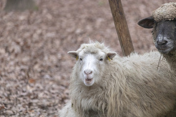 Schaf mit offenen Mund 