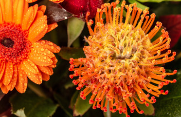 Protea. Drops. Flower. Bouquet. Macro. Orange