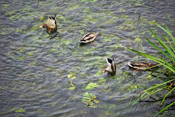 Mallards dive for food in the river and look out their tails.