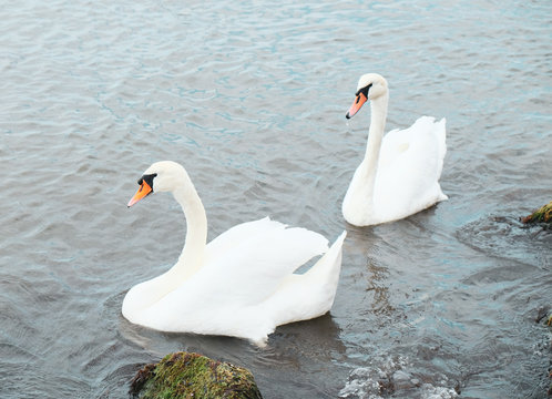View Of Swans In Calm Water