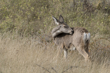 Mule (Black-tailed) deer fawn in Theodore Roosevelt National Park , North Dakota, USA