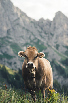 Bergkuh_01