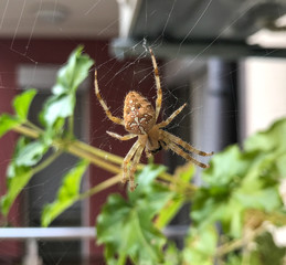 European garden spider (Araneus diadematus) at the center of a perfect web.