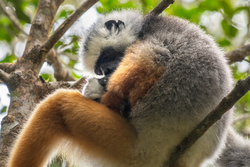 Lemur dancing, cute Diademed Sifaka Lemur in trees and nature. Madagascar animals wildlife, wild animal in Madagascar. Holiday tour in Andasibe, Isalo, Masoala, Marojejy National parks.