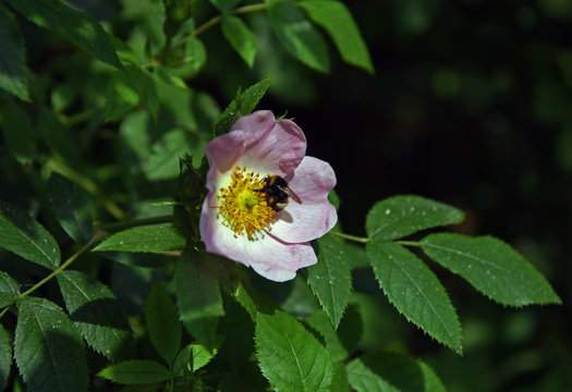 Wild or dog rose (rosa canina)