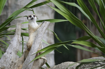 meerket