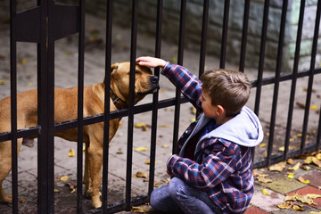 Dogs are helpful. Small boy plays with dog in dogs shelter. Small boy patting dog on head. A dog in...