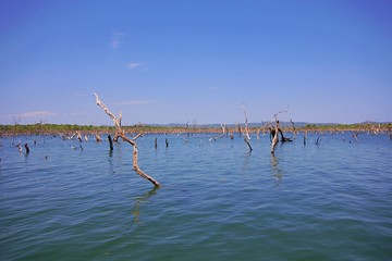 Dry trees in river