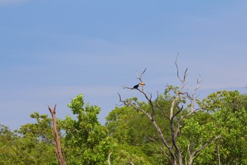 Toucan in the tree