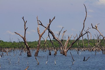 Dry trees in river
