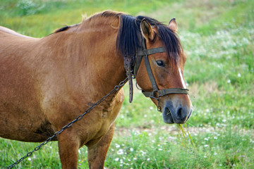 Obraz premium A bay horse grazes on a green meadow