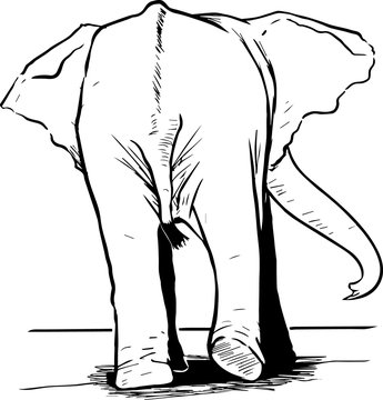 Elephant from behind