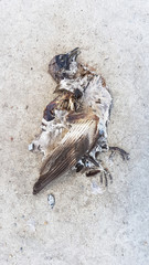 dead bird