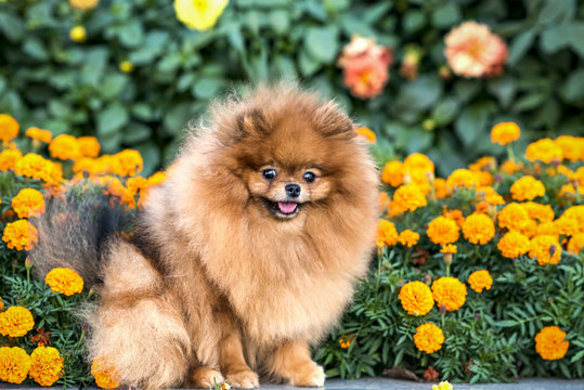 Cute small Pomeranian doggy in flowers in summer, smiling.