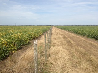 Campo Sembrado Soja