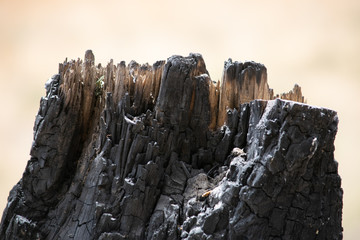 Arbol quemado y talado