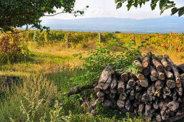 Rows of vines near Kazbegi, Georgia 
