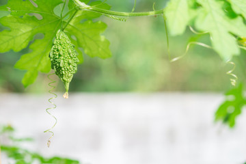 Wild Bitter Gourd, Bitter Cucumber,Bitter Gourd.