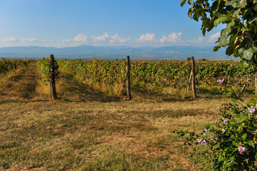 Obraz premium Rows of vines near Kazbegi, Georgia 