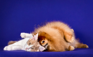 Fototapeta na wymiar Maine coon kitten and Pomeranian dog best friends on blue background. Friendship.
