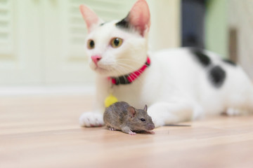 Domestic cat carrying small rodent rat  in house,white cat catching a mouse.