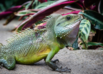 Close up of Chinese Water Dragon