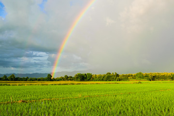 Rainbow over field while raining on sunny day.