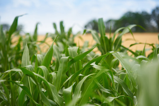 Young corn sprouts on a farm field, summer