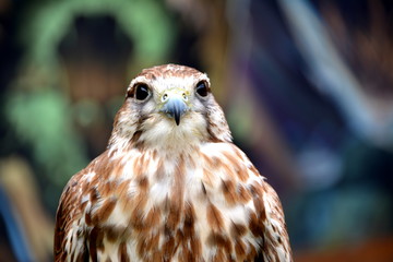 hawk