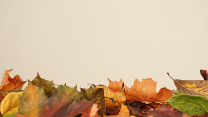 Various Coloured Autumn Leaves against a light Background