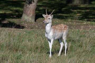 Naklejka na ściany i meble A very young fallow deer pricket stands on the meadow in front of a wood. It looks slightly to the left and the antlers are not fully developed