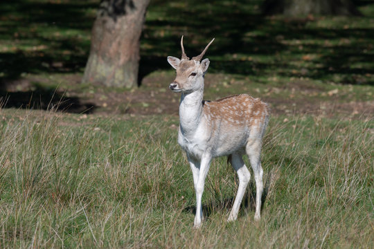 A very young fallow deer pricket stands on the meadow in front of a wood. It looks slightly to the left and the antlers are not fully developed