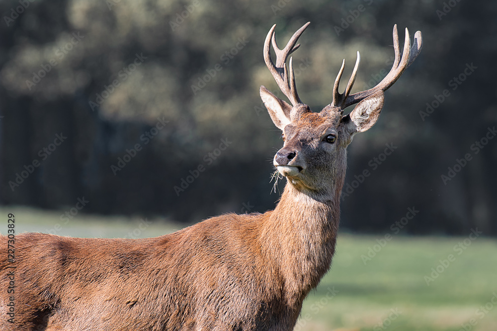 Poster a close up of the head and antlers of a buck farrow deer. the portrait is a profile and the deer is 