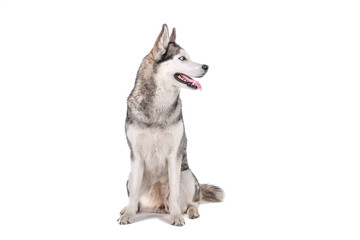 Portrait of young beautiful funny husky dog sitting with its tongue out on white isolated background. Smiling face of domestic pure bred dog with pointy ears. Close up, copy space.