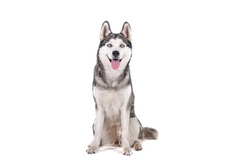 Portrait of young beautiful funny husky dog sitting with its tongue out on white isolated background. Smiling face of domestic pure bred dog with pointy ears. Close up, copy space. © Evrymmnt